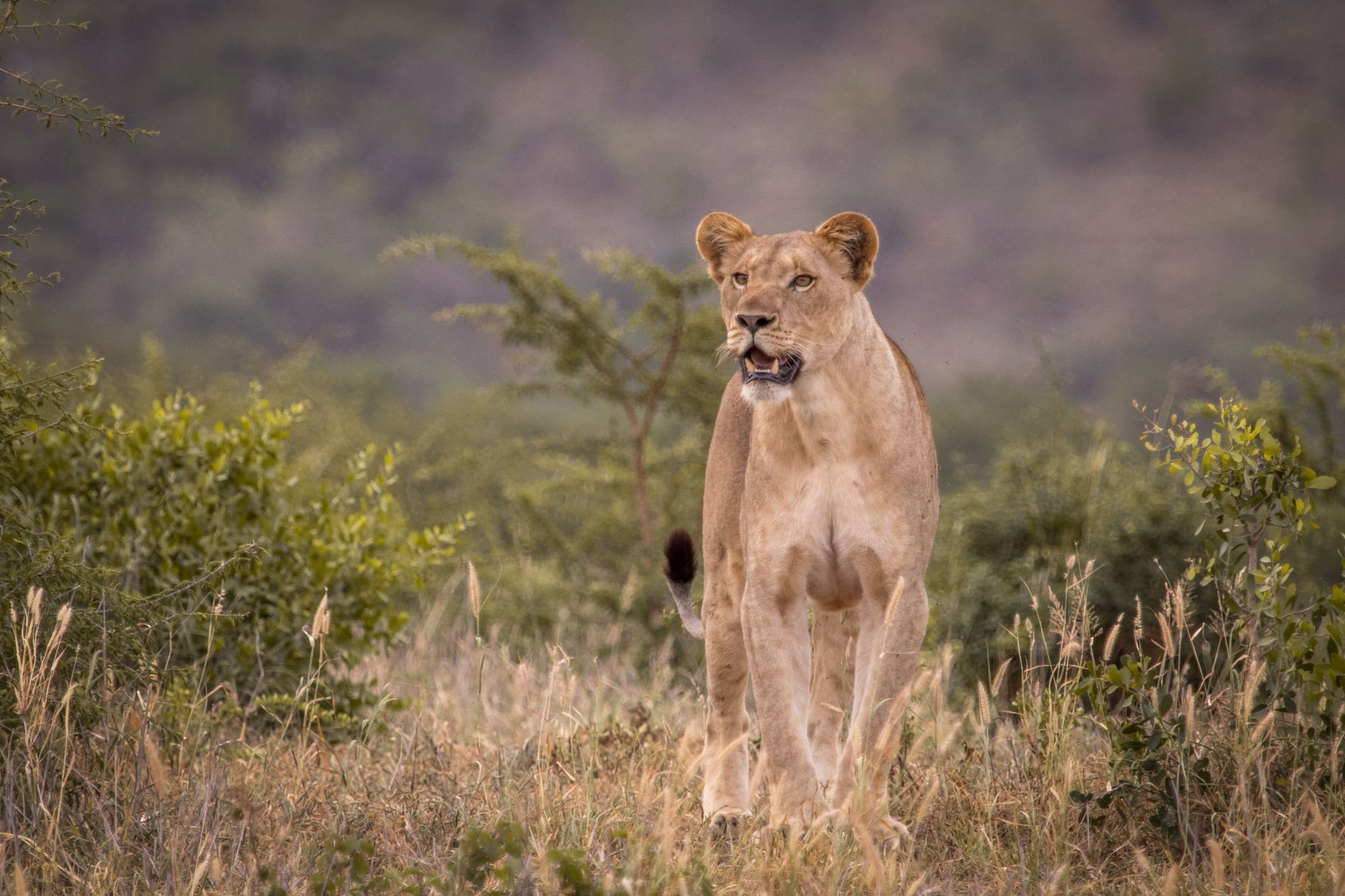 Meet the Tree Climbing Lions of Manyoni