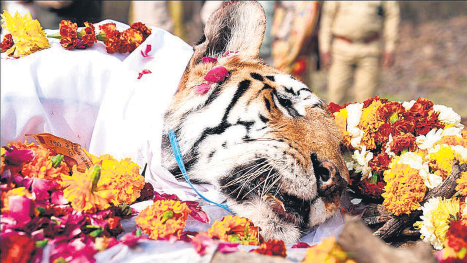 India Mourns The Loss Of Tiger Collarwali Who Gave Birth To 29 Cubs