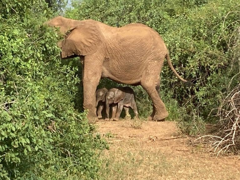 elephant gives birth to twins