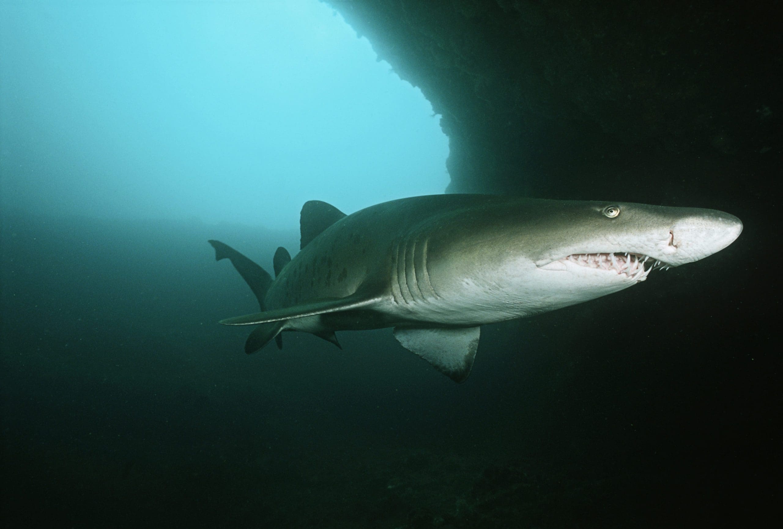 8 Of The Best places to dive in South Africa