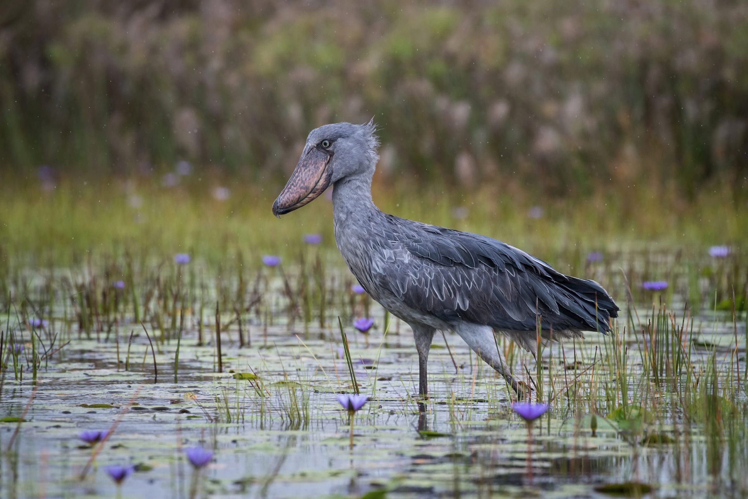 12 of the most iconic bird species in Africa