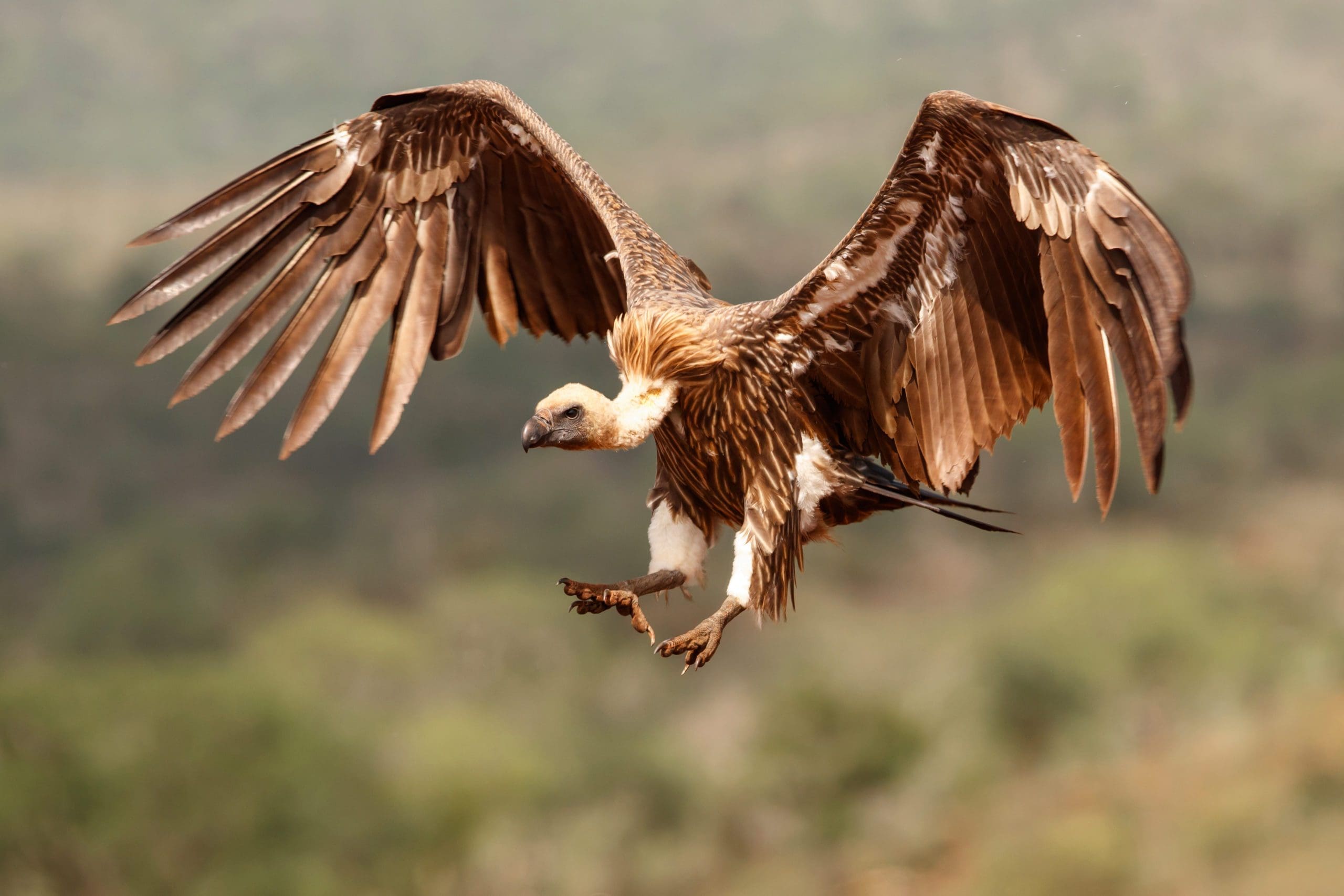 12 of the most iconic birds in Africa