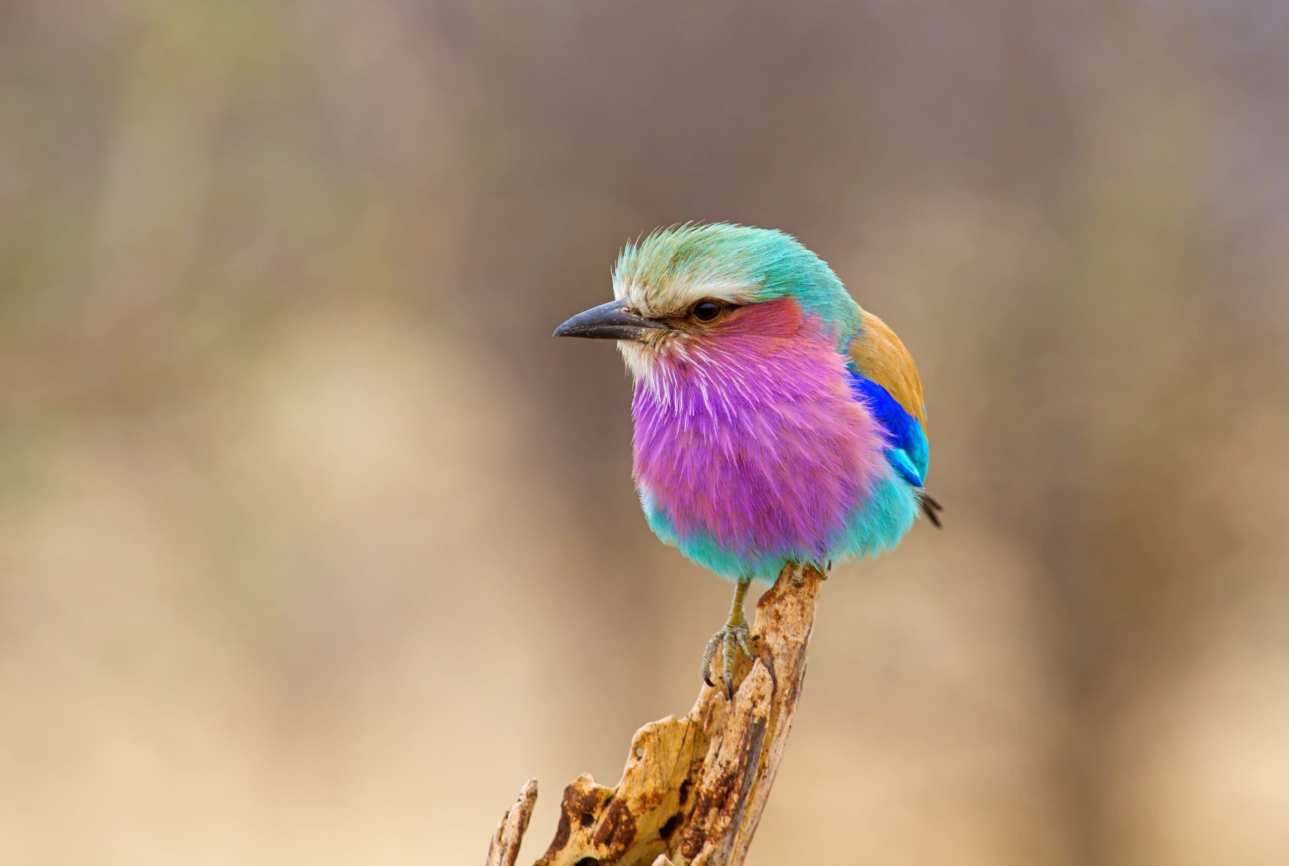 the most beautiful birds in Africa