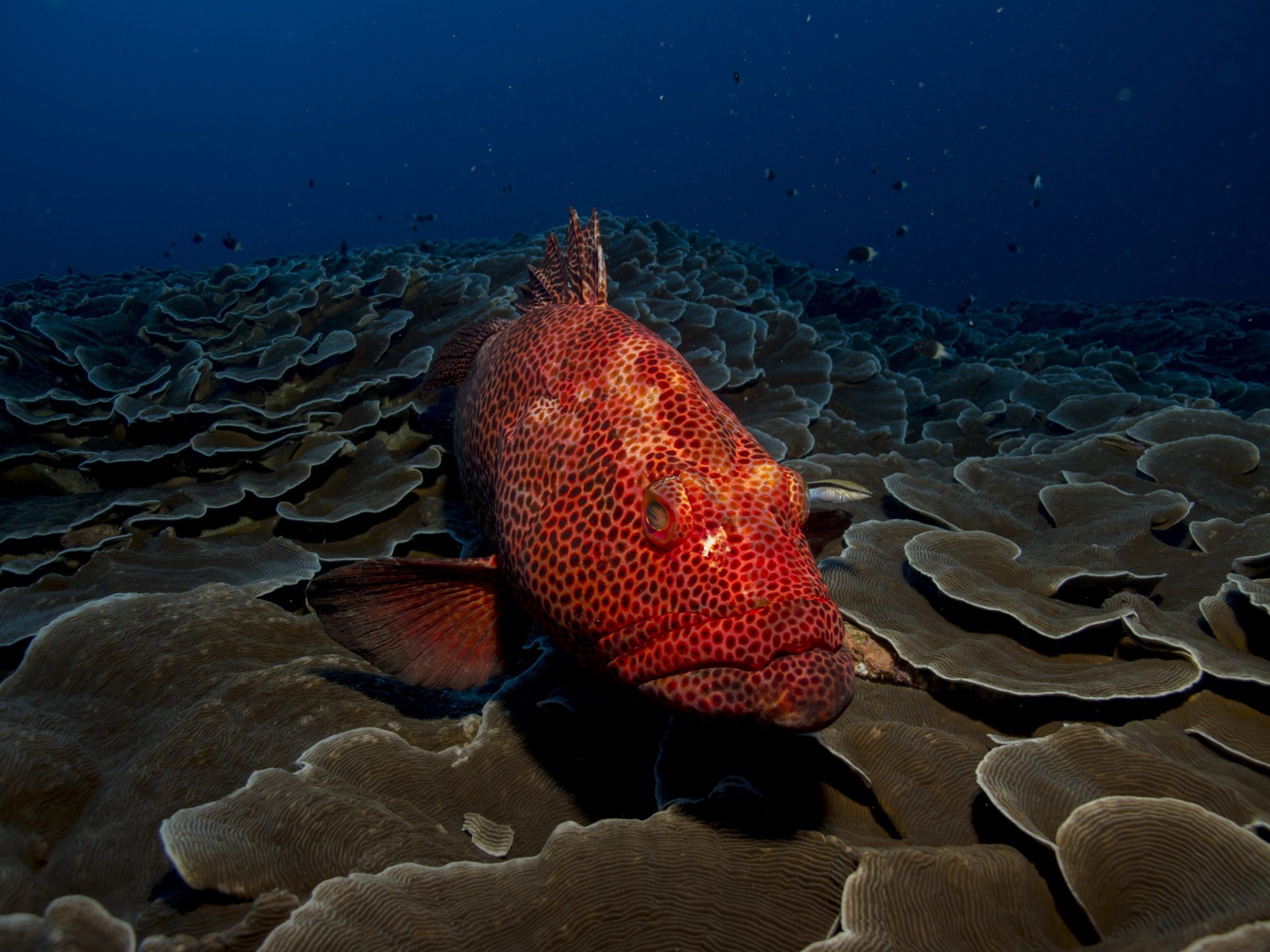 8 Of The Best Dive Destinations in South Africa