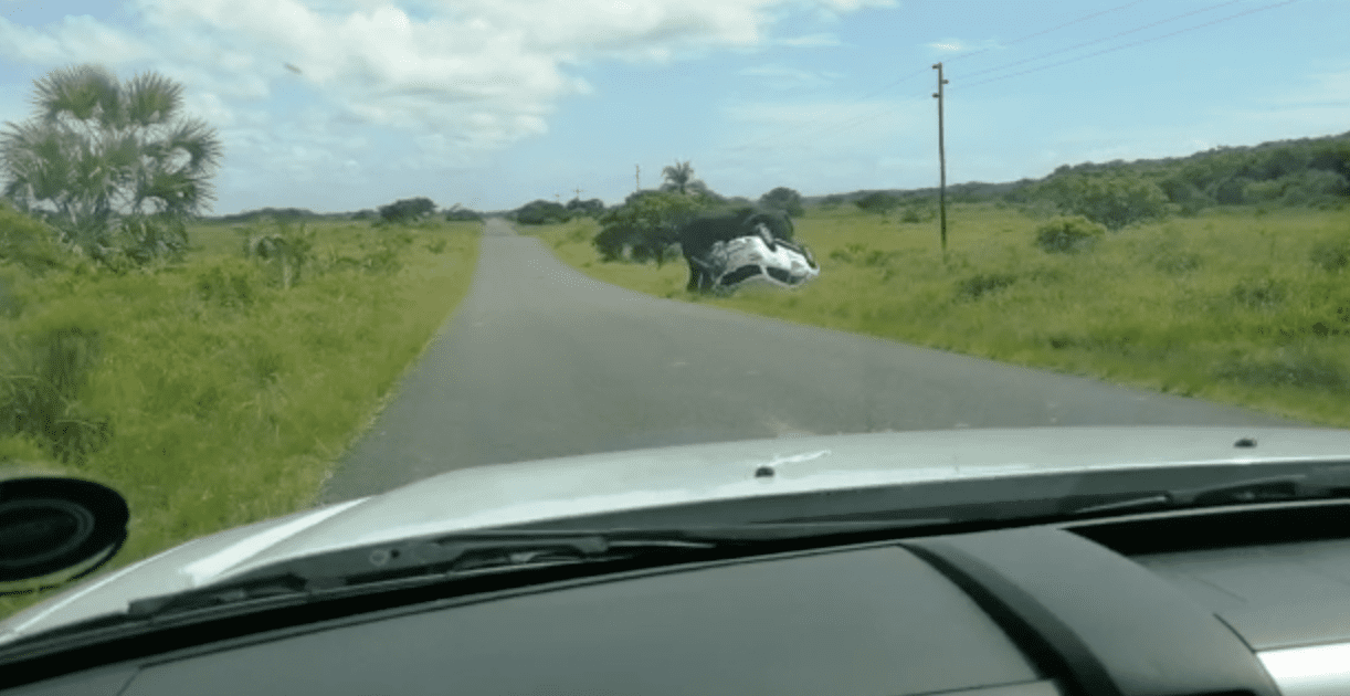 elephant flips vehicle, iSimangaliso Wetland Park, South Africa