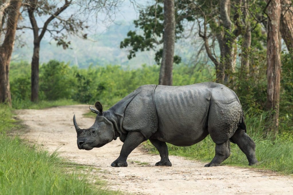 Animals in India - 10 Incredible Species To Look For On Safari | Wildest