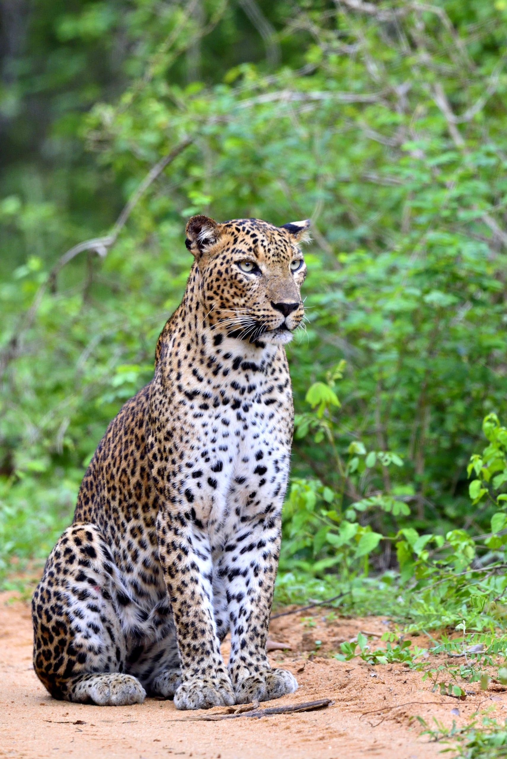 The Top 10 National Parks In Sri Lanka
