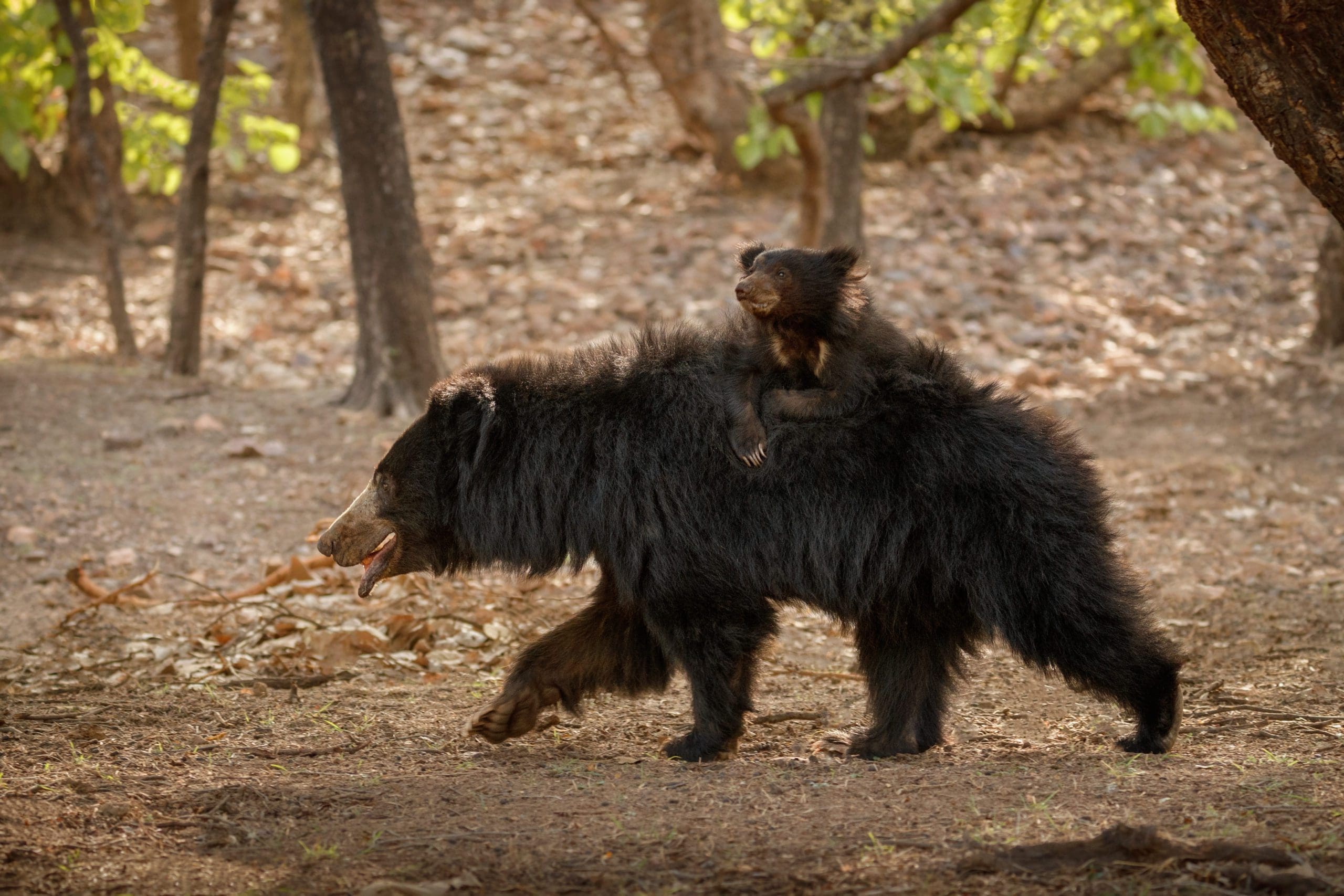 10 incredible Animals To Look For On Your Safari In India