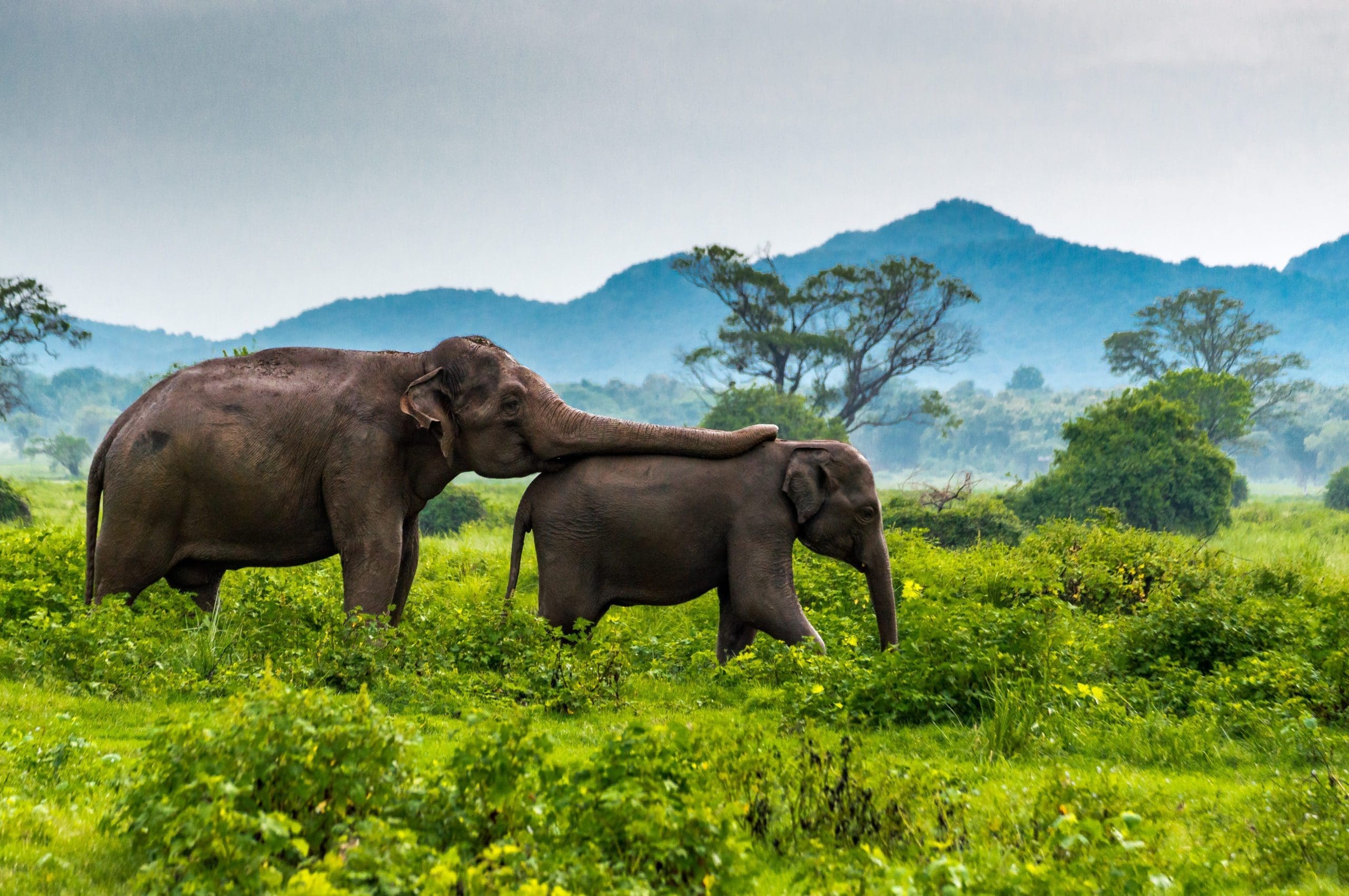 The Top 10 National Parks In Sri Lanka