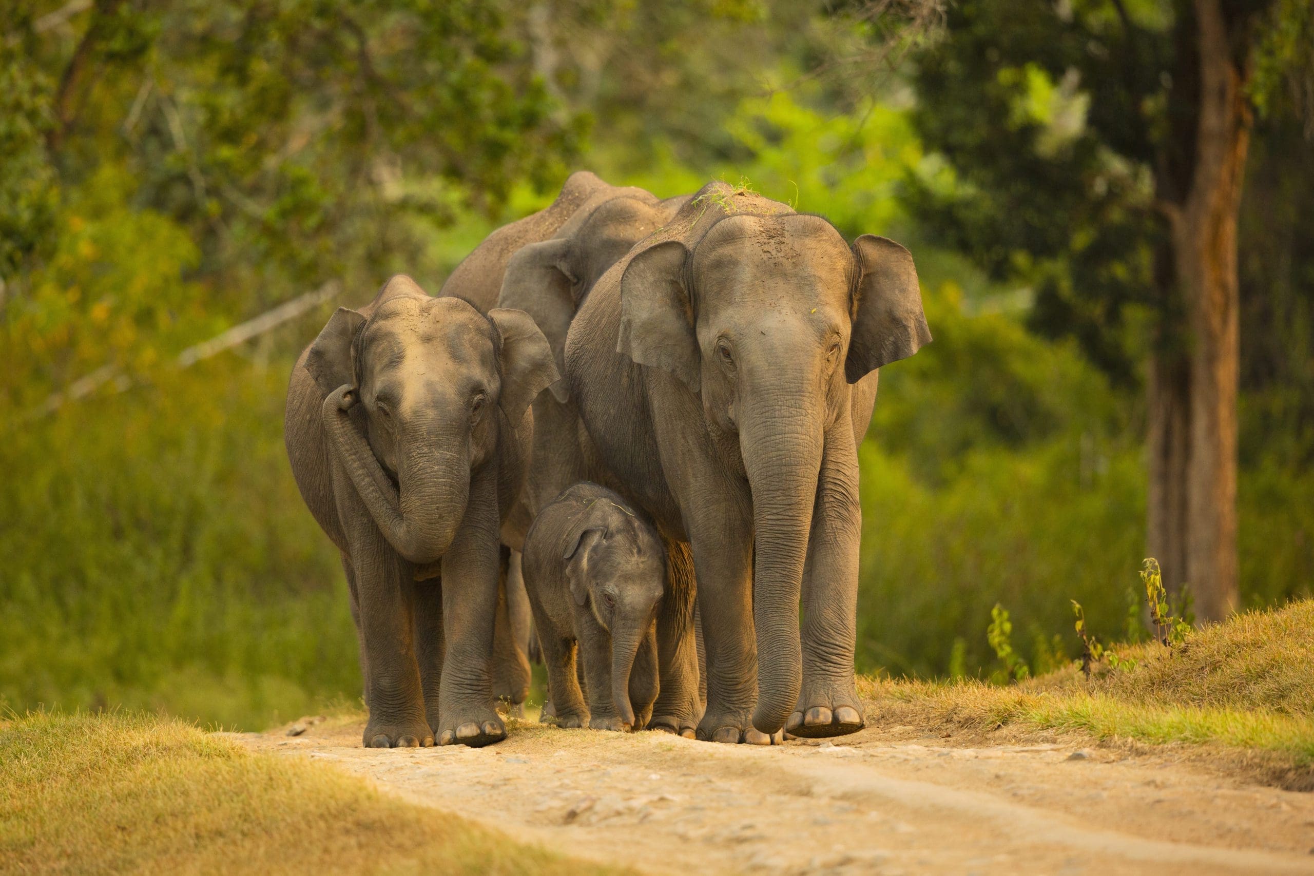 10 incredible Animals To Look For On Your Safari In India