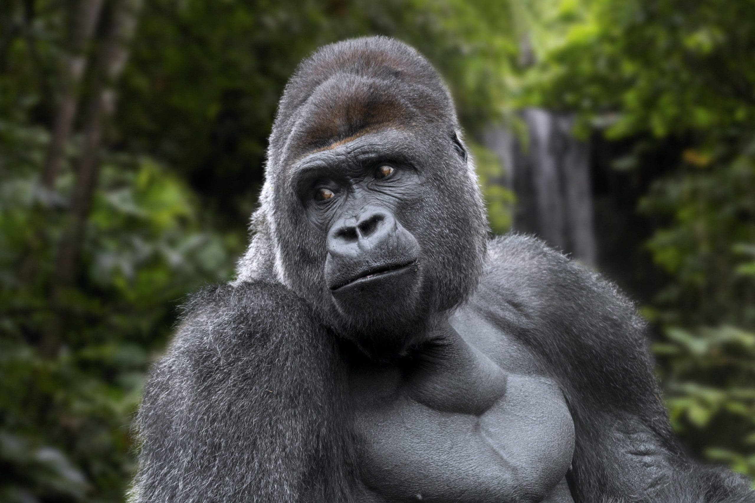 The world's most endangered animals and where to find them
