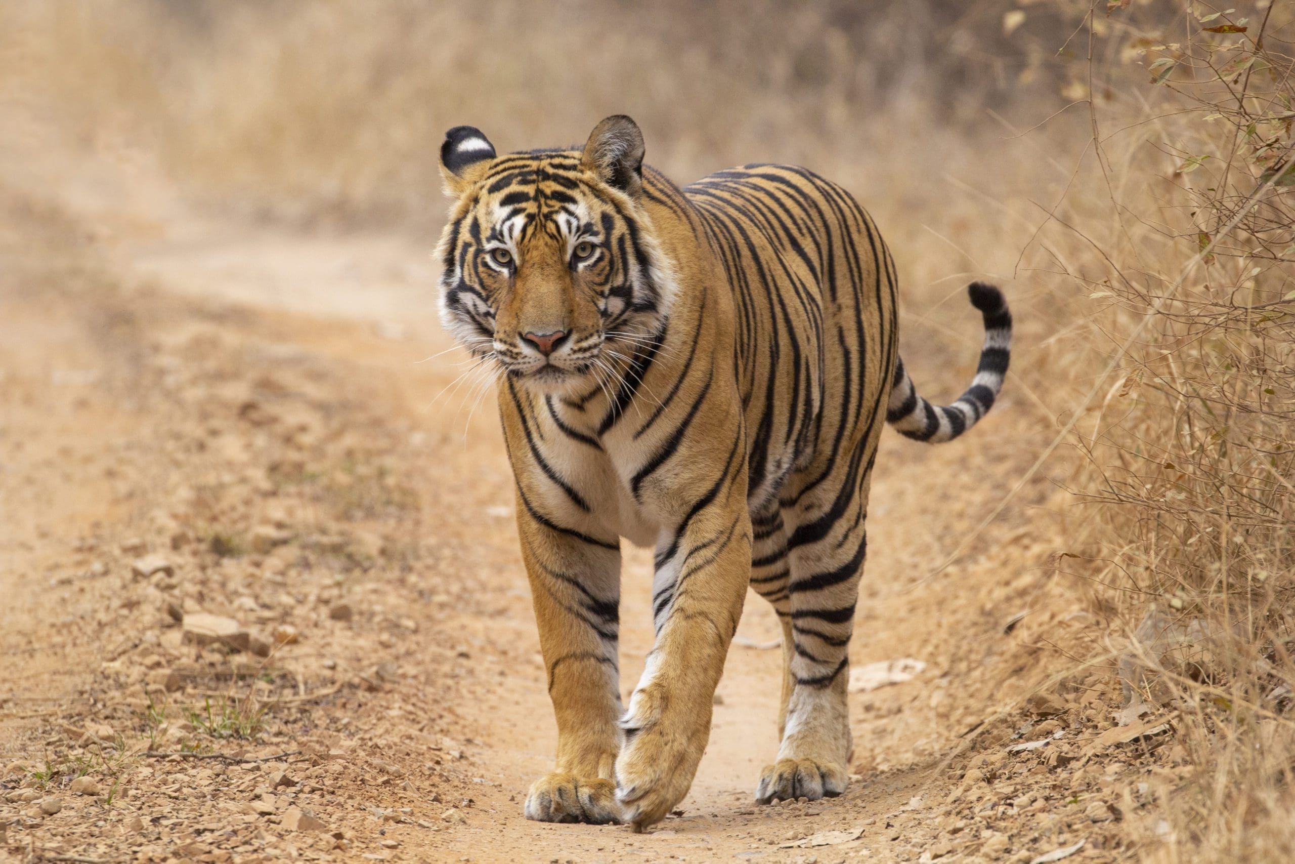 Animals in India - 10 Incredible Species To Look For On Safari | Wildest