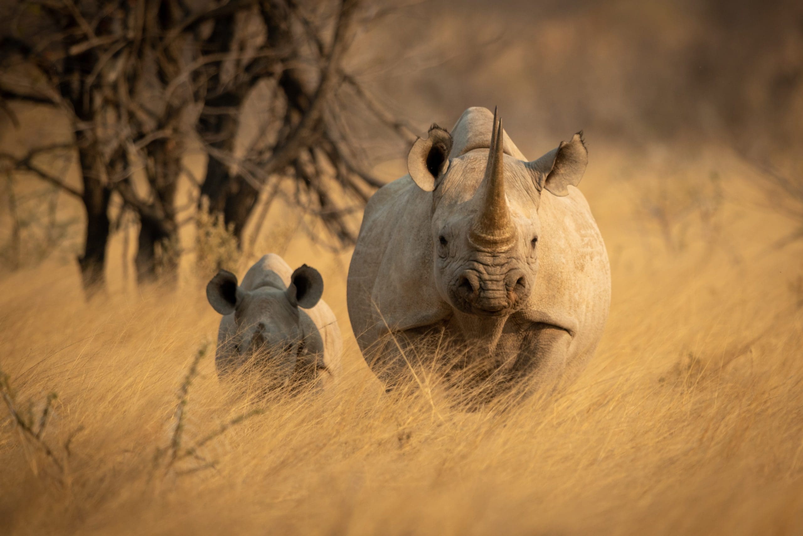The world's most endangered animals and where to find them