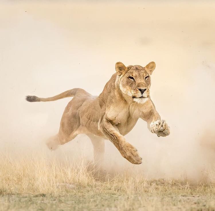 African lion hunting