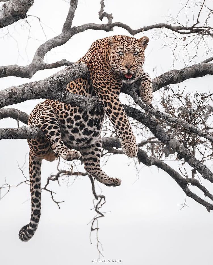 Get To Know The African Leopard