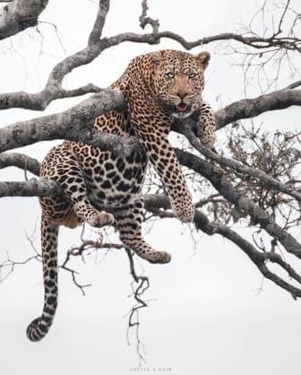 Get To Know The African Leopard | Wildest