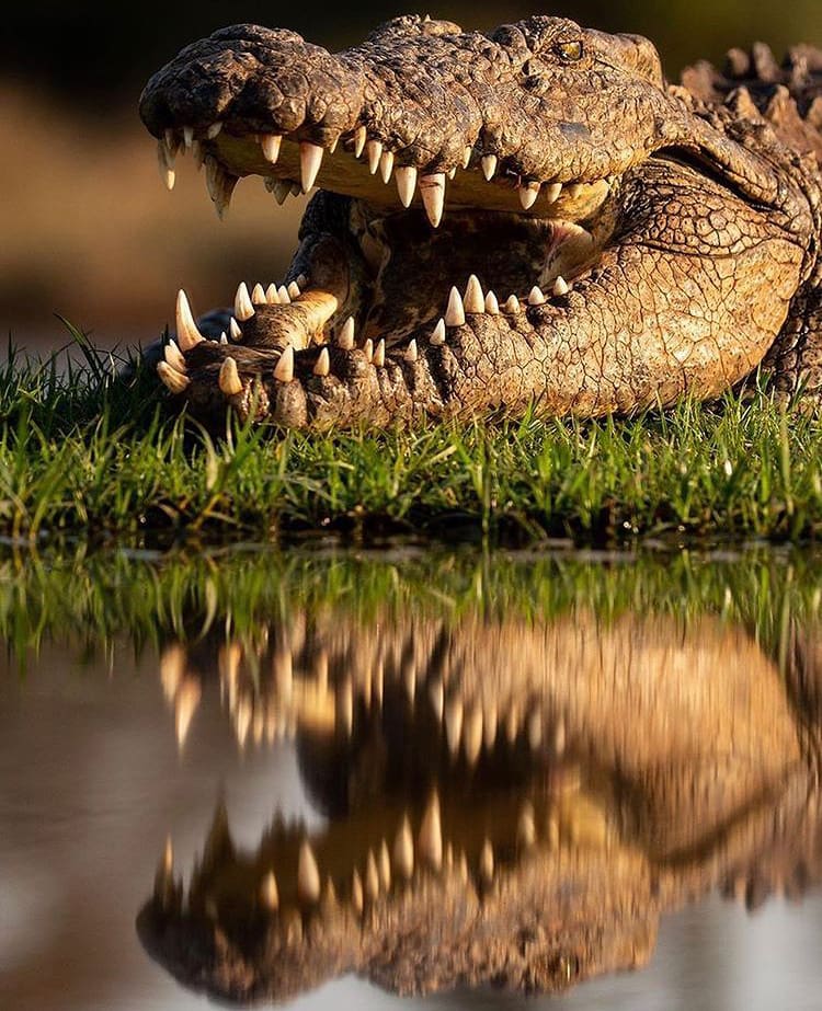 Large nile crocodile basking with open mouth