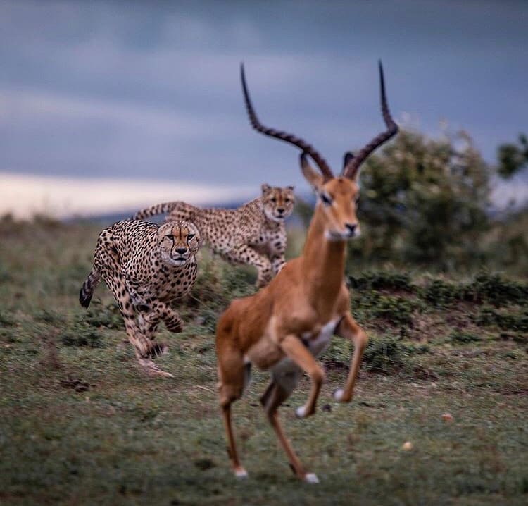 Pair of cheetah hunting an impala