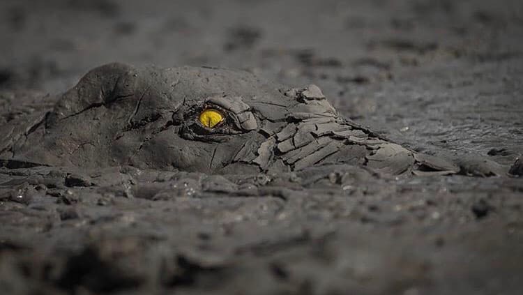 Nile crocodile submerged in mud, showing nothing but its eye
