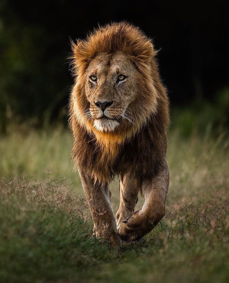 African lion with beautiful male