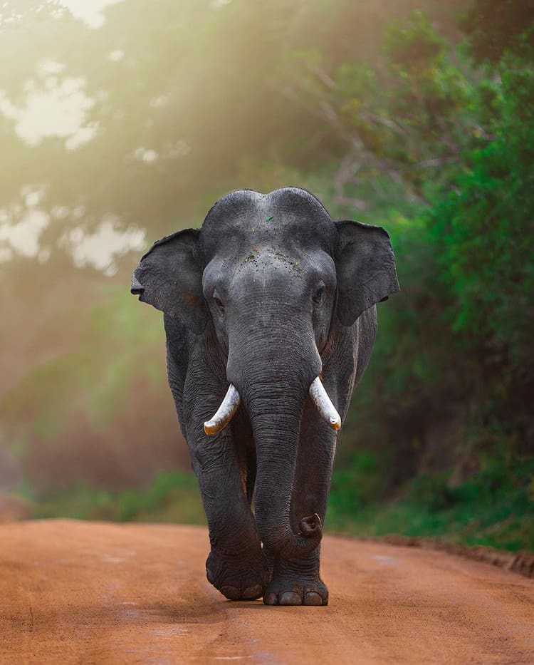 The best time of year to visit Sri Lanka