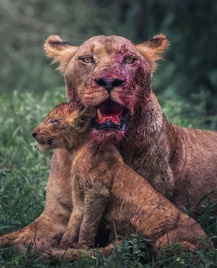 African lion