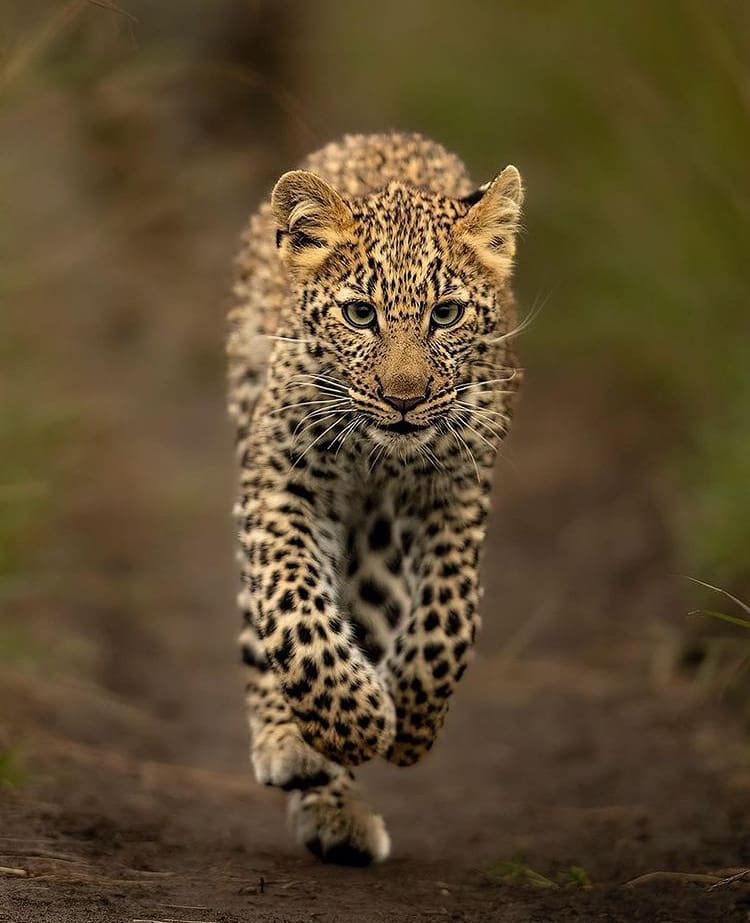 African Leopard cub running down the road
