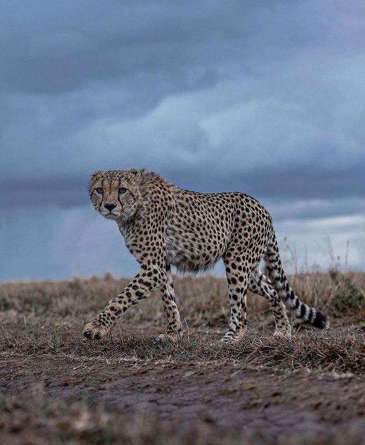 Cheetah crossing a dirt road