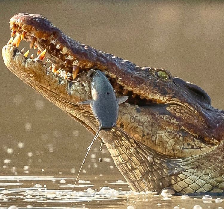 Nile crocodile feeding on a cat fish