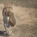 Get To Know The African Leopard