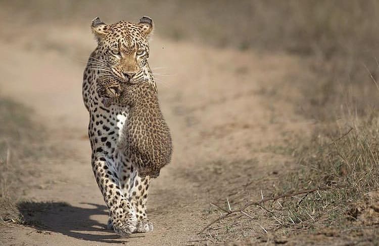 african leopard mother and cub