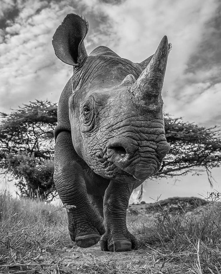 A low-angle closeup of a black rhino in Kenya