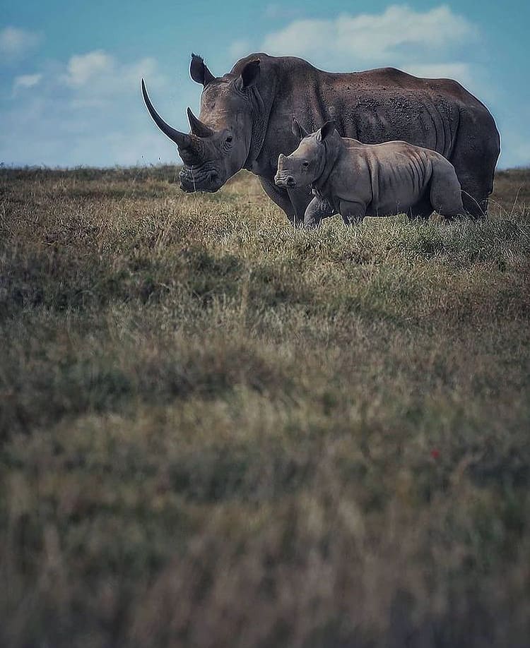 white rhino mother and calf