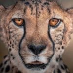 Get To Know The Cheetah