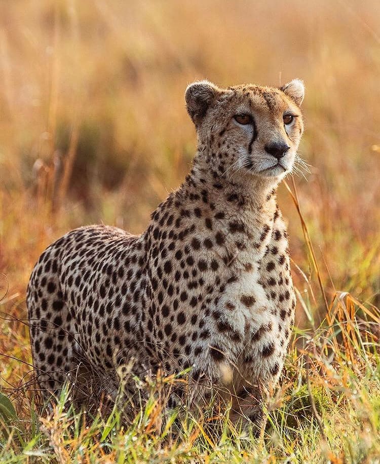 Get To Know The Cheetah | Wildest