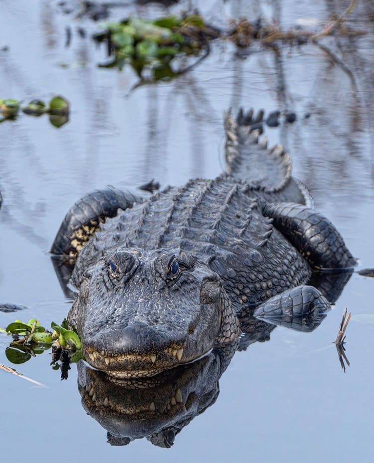 American Alligator