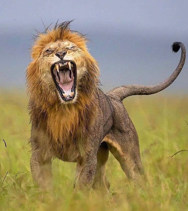 African Lion Yawn