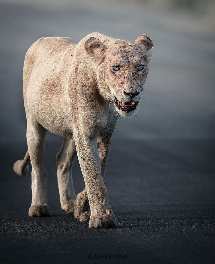 White African Lion