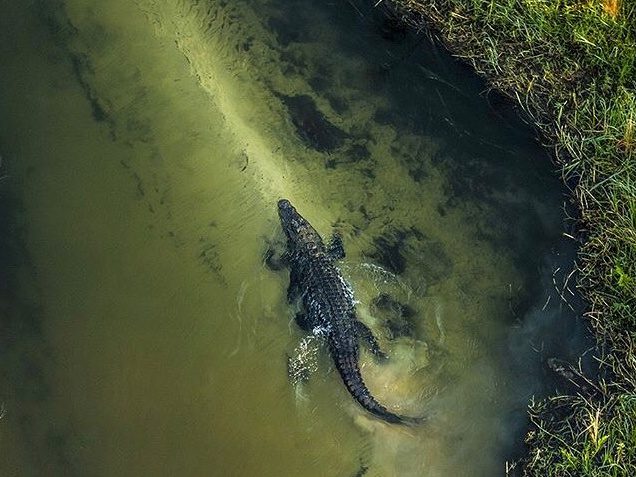 Nile crocodile in the Okavango Delta, Botswana