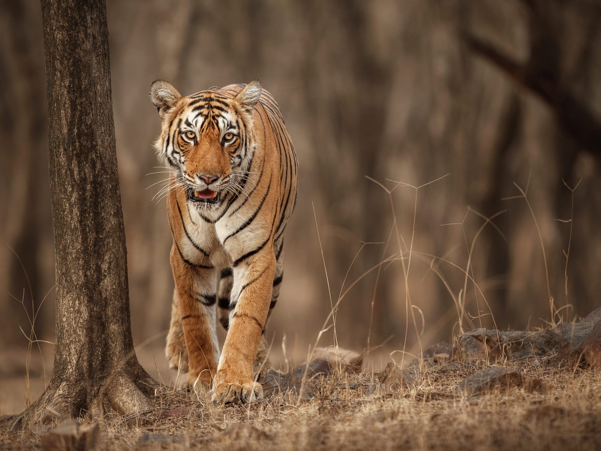 The Best Places to See Tigers in India