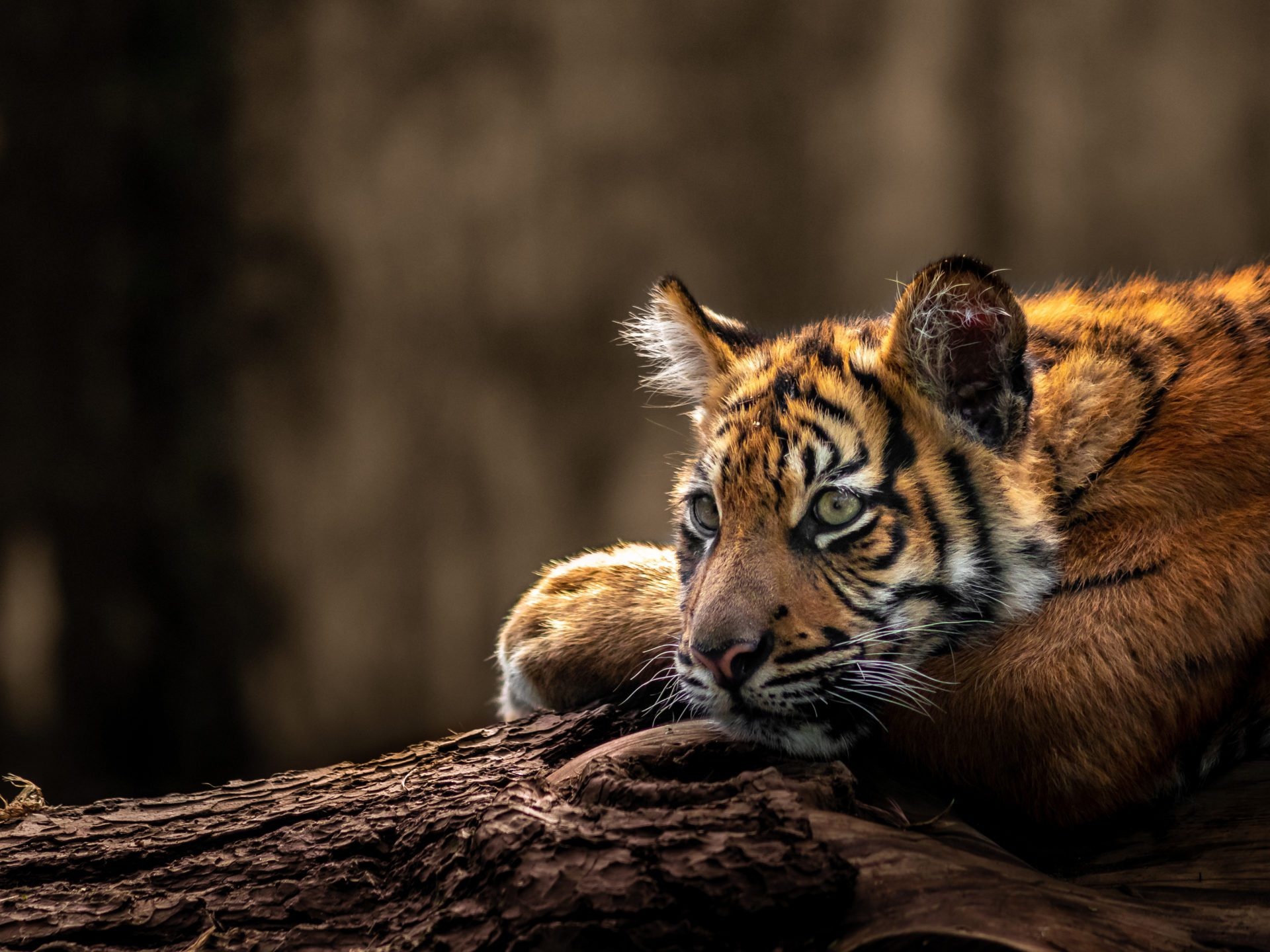 The best places to see tigers in india