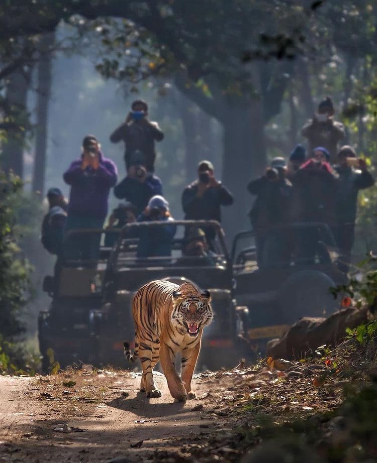 The Top 10 National Parks in India
