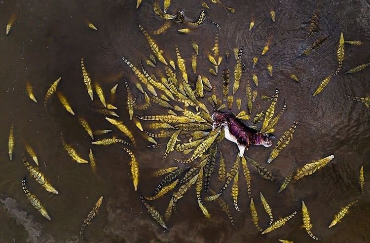 Large group of crocodiles feeding on dead hippo