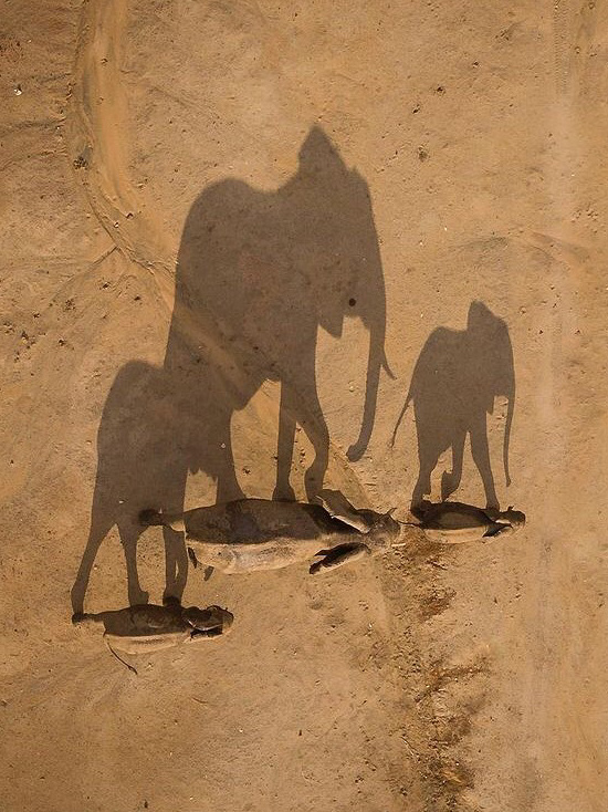 African savanna elephants walking across a dusty plain