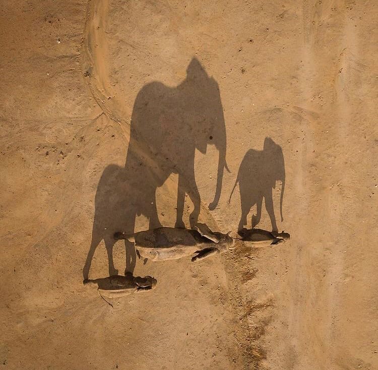African savanna elephants walking across a dusty plain