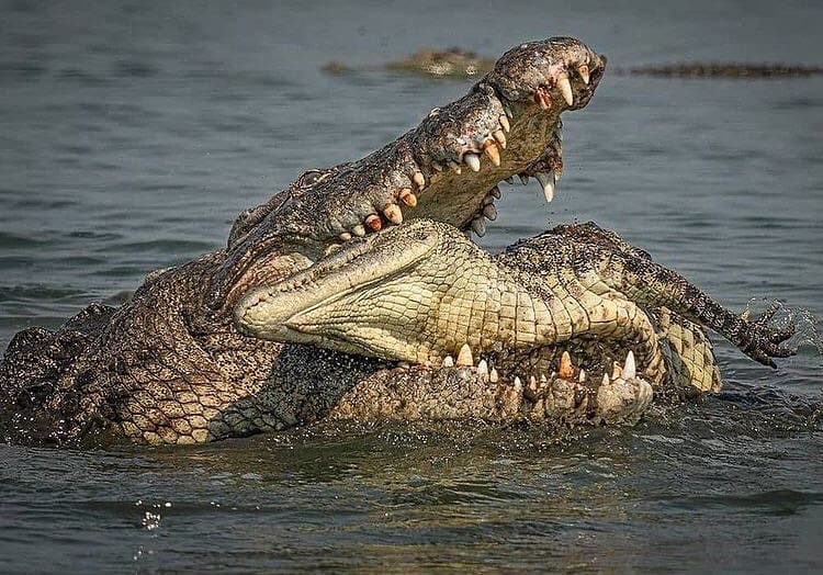 Large Nile crocodile cannibalising a smaller crocodile