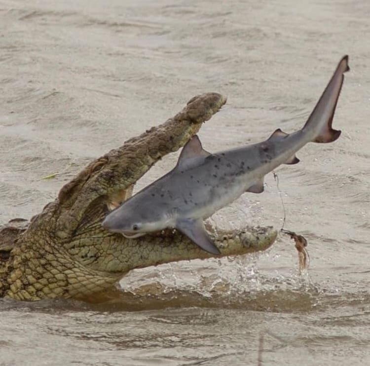 crocodile feeding on a bull shark