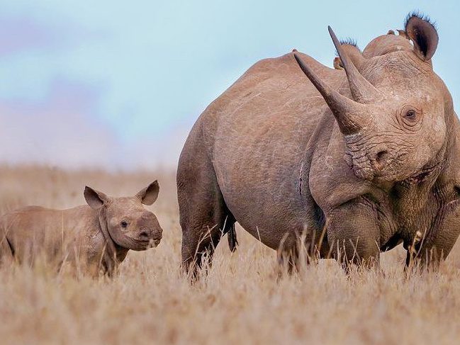black rhino mother and calf