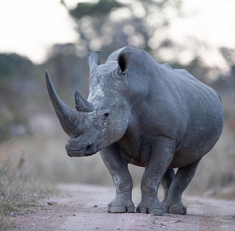Get To Know The White Rhino