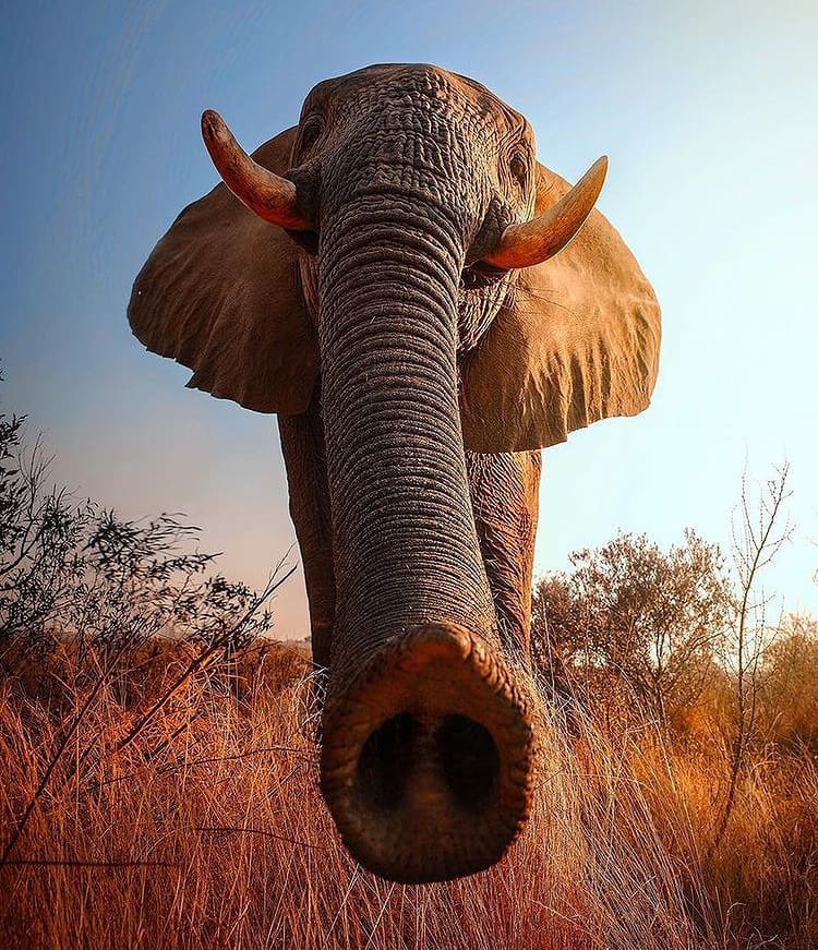 African savanna elephant trunk